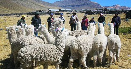 Alpakas und Bauern in den Anden Bolivien