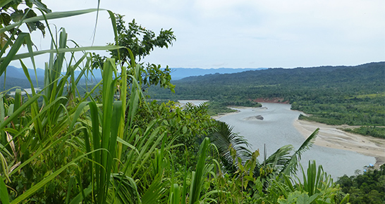 Amazonas